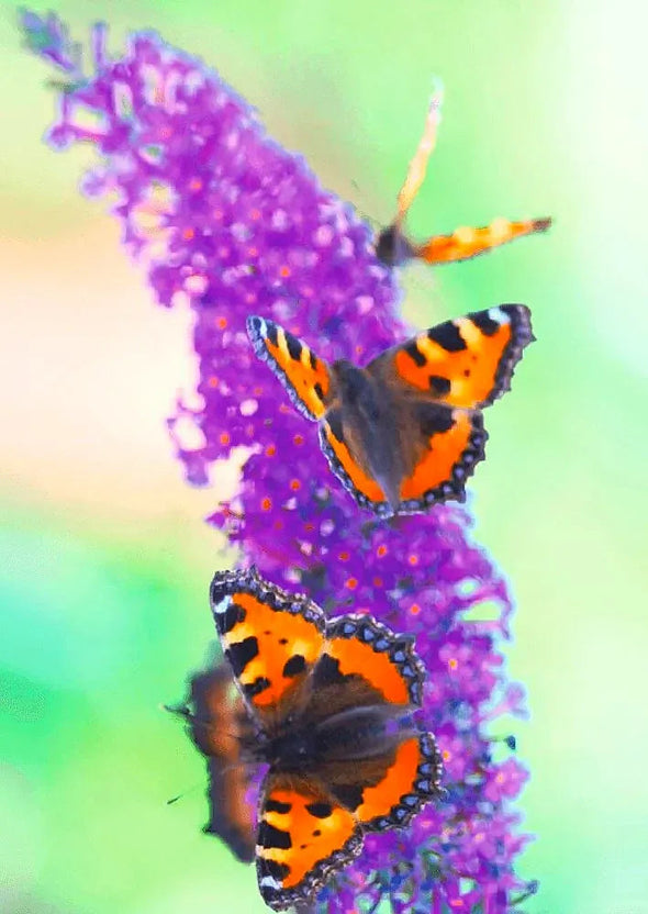 Butterfly on Lilac - 3D Lenticular Postcard Greeting Card - NEW Postcard 3dstereo 