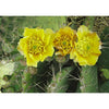 Cactus Flower - 3D Lenticular Postcard Greeting Card - NEW 3dstereo 