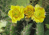 Cactus Flower - 3D Lenticular Postcard Greeting Card - NEW 3dstereo 