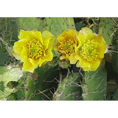 Cactus Flower - 3D Lenticular Postcard Greeting Card - NEW 3dstereo 