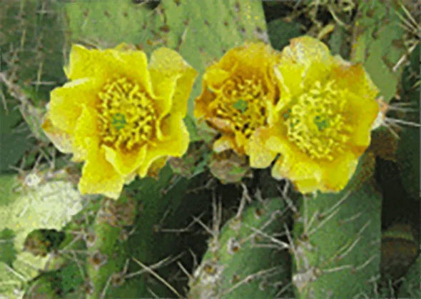 Cactus Flower - 3D Lenticular Postcard Greeting Card - NEW 3dstereo 