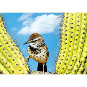 Cactus Wren - Bird - 3D Lenticular Postcard Greeting Card Postcard 3dstereo 