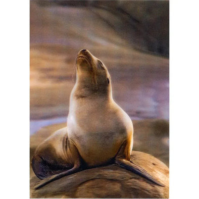 California Sea Lion - 3D Lenticular Postcard Greeting Card - NEW Postcard 3dstereo 