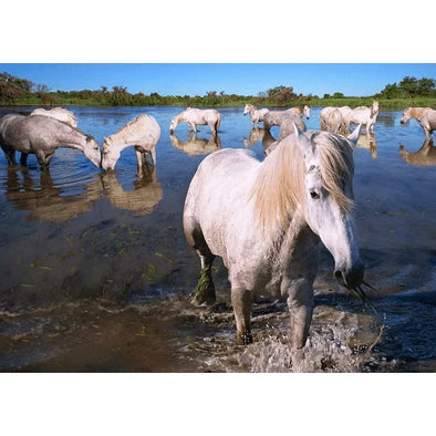 Camargue horses - France - 3D Lenticular Postcard Greeting Card - NEW Postcard 3dstereo 