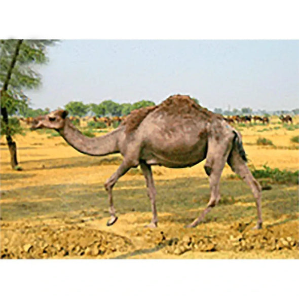 Camel - 3D Lenticular Postcard Greeting Card - NEW Postcard 3dstereo 