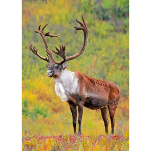 Caribou in Denali National Park, Alaska - 3D Lenticular Postcard Greeting Cardd - NEW Postcard 3dstereo 