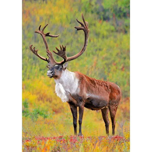 Caribou in Denali National Park, Alaska - 3D Lenticular Postcard Greeting Cardd - NEW Postcard 3dstereo 