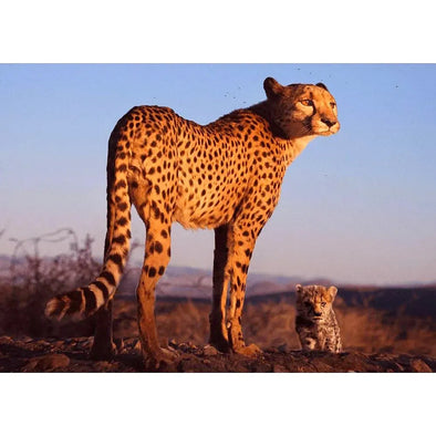 Cheetah Mother and Cub - 3D Lenticular Postcard Greeting Cardd - NEW Postcard 3dstereo 