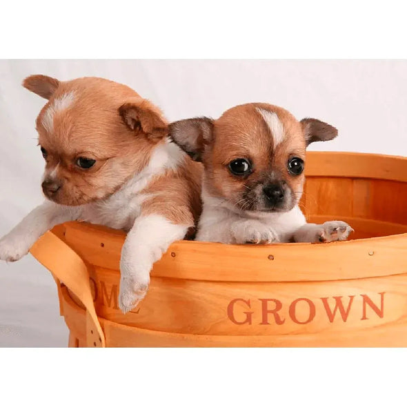Chihuahua Pups - 3D Lenticular Postcard Greeting Card - NEW Postcard 3dstereo 