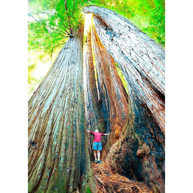 Coast Redwood Trees - 3D Lenticular Postcard Greeting Card - NEW Postcard 3dstereo 