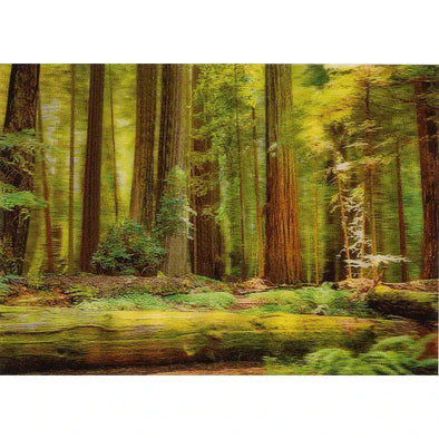 Coast Redwoods 2 - 3D Lenticular Postcard Greeting Card - NEW Postcard 3dstereo 