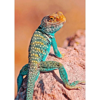 Collared Lizard - 3D Lenticular Postcard Greeting Card - NEW Postcard 3dstereo 