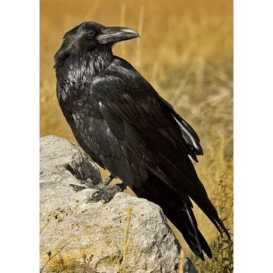 Common Raven - 3D Lenticular Postcard Greeting Card Postcard 3dstereo 
