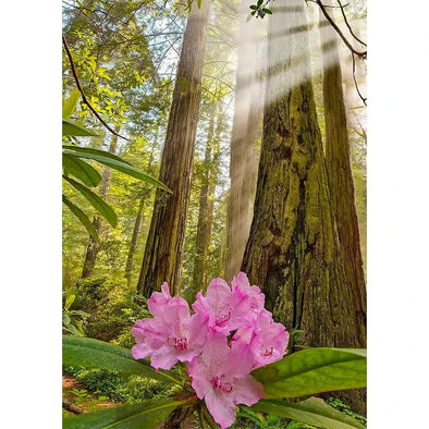Coast redwoods and rhododendron - 3D Lenticular Postcard Greeting Card - NEW