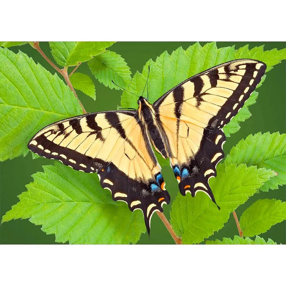 Swallowtail Butterfly - 3D Lenticular Postcard Greeting Card Postcard 3dstereo 
