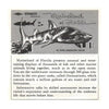 Marineland of Florida - Vintage Classic View-Master 3 Reel Packet - ECO-A964-S6A - 1960s views Packet 3dstereo 