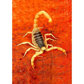 Venomous Arizona Bark Scorpion - 3D Lenticular Postcard Greeting Card Postcard 3dstereo 