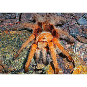 Western Desert Tarantula - 3D Lenticular Postcard Greeting Card Postcard 3dstereo 