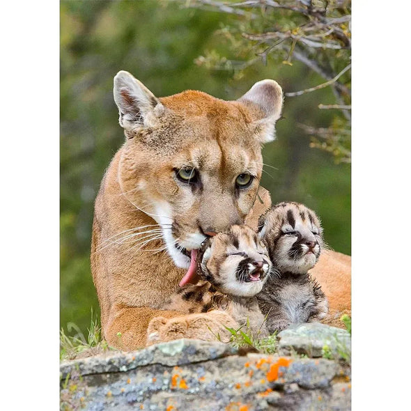 Couguar mother and Cubs - 3D Lenticular Postcard Greeting Card - NEW Postcard 3dstereo 