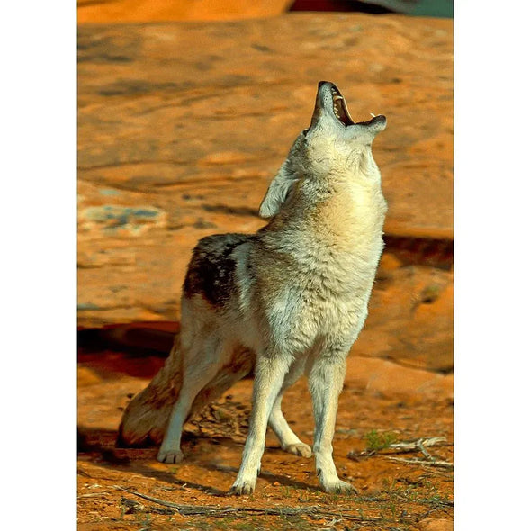 Coyote Howling - 3D Lenticular Postcard Greeting Cardd - NEW Postcard 3dstereo 