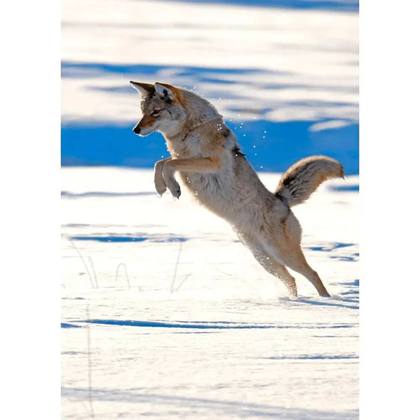 Coyote pouncing on prey - 3D Lenticular Postcard Greeting Cardd - NEW Postcard 3dstereo 