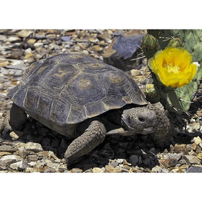 Desert Tortoise - 3D Lenticular Postcard Greeting Card - NEW Postcard 3dstereo 