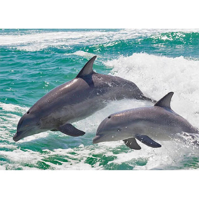 DOLPHIN PAIR - 3D Postcard Lenticular Greeting Card Postcard 3dstereo 