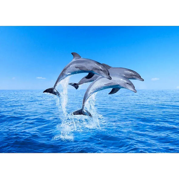 Dolphins Porpoising - 3D Lenticular Postcard Greeting Card- NEW Postcard 3dstereo 
