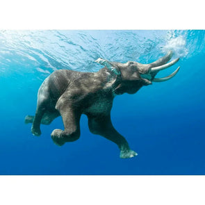 Elephant swimming underwater - 3D Lenticular Postcard Greeting Cardd - NEW Postcard 3dstereo 
