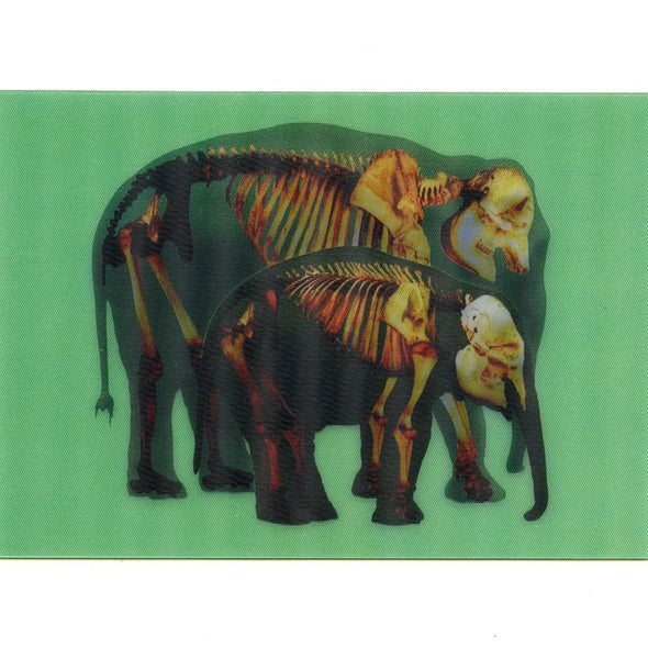 ELEPHANTS / SKELETON ANATOMICAL - Motion - 3D Lenticular Postcard - NEW
