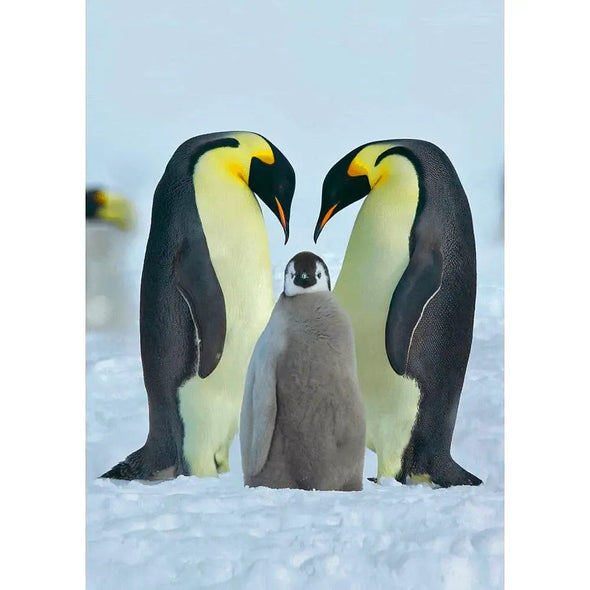 Emperor Penguin Family - 3D Lenticular Postcard Greeting Card- NEW Postcard 3dstereo 