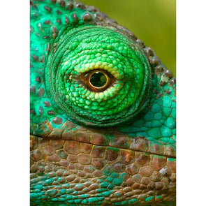Eye of a Parson's Chameleon - 3D Lenticular Postcard Greeting Card - NEW Postcard 3dstereo 