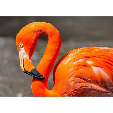 Flamingo - 3D Action Lenticular Postcard Greeting Card Postcard 3dstereo 