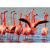 Flamingo - 3D Action Lenticular Postcard Greeting Card Postcard 3dstereo 