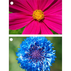 Flowers - Cornflower & Aster - 2 Motion Lenticular Gift Tags Cards - NEW