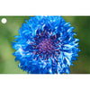 Flowers - Cornflower & Aster - 2 Motion Lenticular Gift Tags Cards - NEW