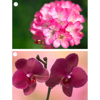 Flowers - Armeria & Orchid - 2 Motion Lenticular Gift Tags Cards - NEW