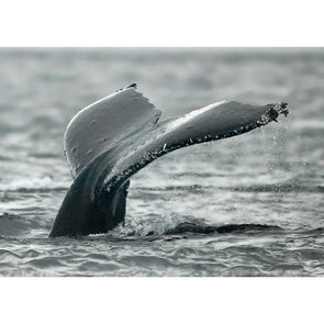 Fluke of a Humpback Whale - 3D Lenticular Postcard Greeting Card- NEW Postcard 3dstereo 