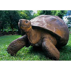 Giant Galapagos Tortoise - 3D Lenticular Postcard Greeting Card - NEW Postcard 3dstereo 