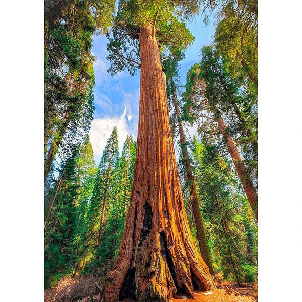 Giant Sequoia Tree - 3D Lenticular Postcard Greeting Card - NEW Postcard 3dstereo 