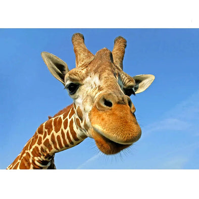 Giraffe - 3D Lenticular Postcard Greeting Cardd - NEW Postcard 3dstereo 