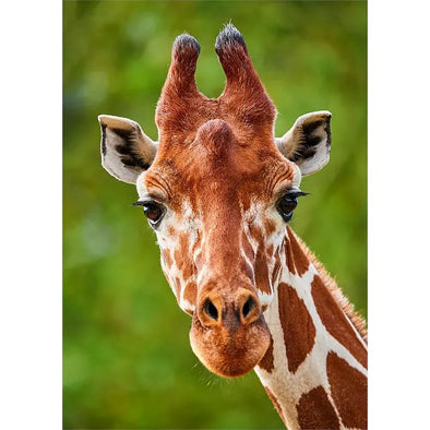 Giraffe face - 3D Lenticular Postcard Greeting Card - NEW Postcard 3dstereo 