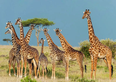 Giraffe herd - 3D Lenticular Postcard Greeting Card - NEW Postcard 3dstereo 