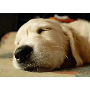 Golden Retriever - Puppy - 3D Lenticular Postcard Greeting Card - NEW Postcard 3dstereo 