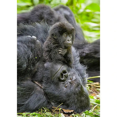 Gorilla with youngster - 3D Lenticular Postcard Greeting Card - NEW Postcard 3dstereo 