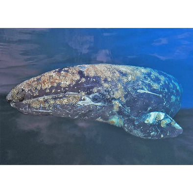 Gray Whale - 3D Lenticular Postcard Greeting Card- NEW Postcard 3dstereo 
