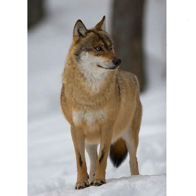 Gray Wolf - 3D Lenticular Postcard Greeting Cardd - NEW Postcard 3dstereo 