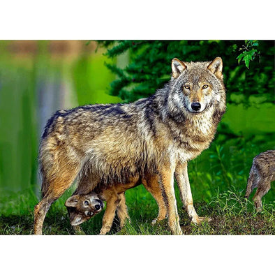 Gray Wolf and pup - 3D Lenticular Postcard Greeting Cardd - NEW Postcard 3dstereo 