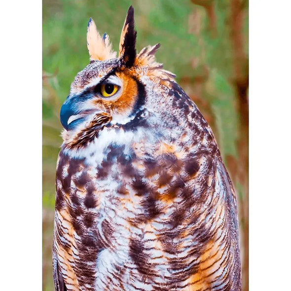 Great Horned Owl - 3D Action Lenticular Postcard Greeting Card Postcard 3dstereo 