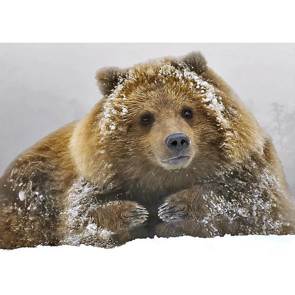 Grizzly in Snow - 3D Lenticular Postcard Greeting Cardd - NEW Postcard 3dstereo 